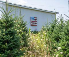 Christmas Tree Farm Help Wanted – Housing Available